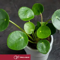 Rośliny bezpieczne dla kota: Pilea peperomiowata, znana też jako "pieniążek", z okrągłymi, zielonymi liśćmi.