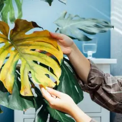 Kobieta ogląda żółknący liść monstery, szukając odpowiedzi, dlaczego monstera żółknie.