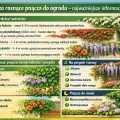 Zimozielone rośliny pnące, takie jak bluszcz, pięknie ozdobią Twój ogród. Poznaj najszybsze pnącza do ogrodu.