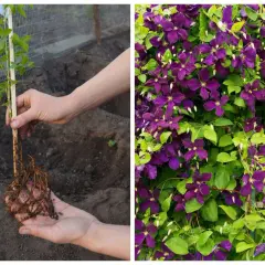 Sadzenie powojnika: młoda roślina z korzeniami gotowa do posadzenia, obok kwitnący okaz. Kiedy sadzić clematis? Najlepiej wiosną lub jesienią.