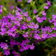Mnóstwo drobnych, fioletowych kwiatów na zielonym tle. Piękna Cuphea hyssopifolia, idealna do uprawy w ogrodzie lub na balkonie.