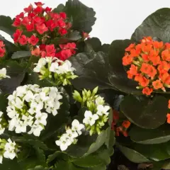 Kwiat kalanchoe, choć piękny, może być trujący. Na zdjęciu czerwone, białe i pomarańczowe kwiaty.