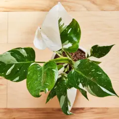 Philodendron White Princess – jak dbać o tę piękną roślinę? Liście z białymi i zielonymi plamami na drewnianym tle.