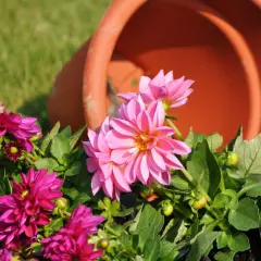 Piękne dalie w donicach kompozycje, z różowymi i fuksjowymi kwiatami, obok przewróconej doniczki.