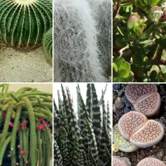 Kolekcja najciekawszych kaktusów i sukulentów: aloes, kaktus kulisty, kaktus z białym włosem, grubosz, wilczomlecz, kaktus bożonarodzeniowy, kaktus-wężowy ogon, żywe kamienie i kaktus z kolorowymi liśćmi.