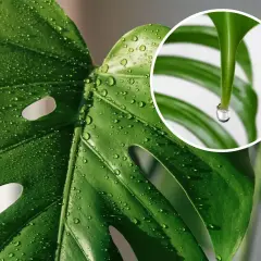 Kropla wody spływa z liścia monstery, wyjaśniając, dlaczego monstera płacze. To naturalny proces gutacji.