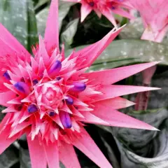 Aechmea 'Primera' zachwyca intensywnym różem i fioletem. Pielęgnacja tej bromelii jest prosta, a efekt spektakularny.