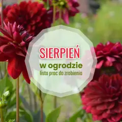 Ciemnoczerwone dalie kwitną w pełni, przypominając o pracach w ogrodzie w sierpniu.