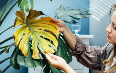 Kobieta ogląda żółknący liść monstery, szukając odpowiedzi, dlaczego monstera żółknie.