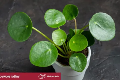 Rośliny bezpieczne dla kota: Pilea peperomiowata, znana też jako "pieniążek", z okrągłymi, zielonymi liśćmi.