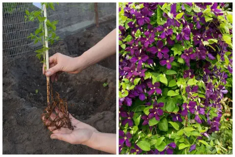 Sadzenie powojnika: młoda roślina z korzeniami gotowa do posadzenia, obok kwitnący okaz. Kiedy sadzić clematis? Najlepiej wiosną lub jesienią.