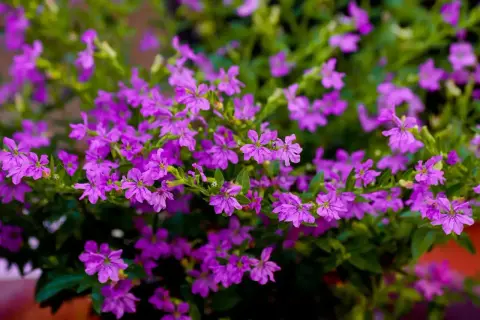 Mnóstwo drobnych, fioletowych kwiatów na zielonym tle. Piękna Cuphea hyssopifolia, idealna do uprawy w ogrodzie lub na balkonie.