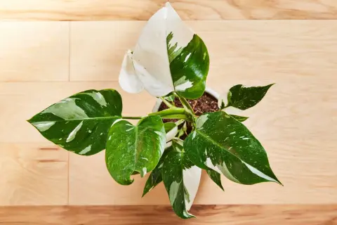 Philodendron White Princess – jak dbać o tę piękną roślinę? Liście z białymi i zielonymi plamami na drewnianym tle.