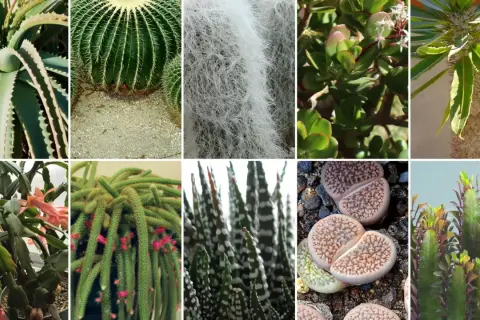 Kolekcja najciekawszych kaktusów i sukulentów: aloes, kaktus kulisty, kaktus z białym włosem, grubosz, wilczomlecz, kaktus bożonarodzeniowy, kaktus-wężowy ogon, żywe kamienie i kaktus z kolorowymi liśćmi.