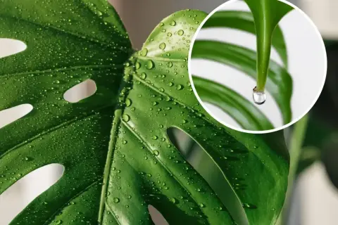 Kropla wody spływa z liścia monstery, wyjaśniając, dlaczego monstera płacze. To naturalny proces gutacji.