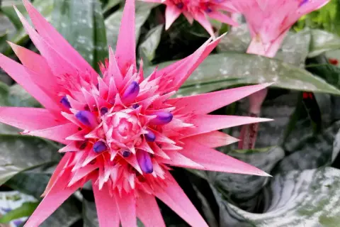 Aechmea 'Primera' zachwyca intensywnym różem i fioletem. Pielęgnacja tej bromelii jest prosta, a efekt spektakularny.