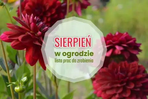 Ciemnoczerwone dalie kwitną w pełni, przypominając o pracach w ogrodzie w sierpniu.