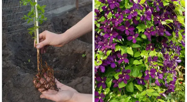 Sadzenie powojnika: młoda roślina z korzeniami gotowa do posadzenia, obok kwitnący okaz. Kiedy sadzić clematis? Najlepiej wiosną lub jesienią.