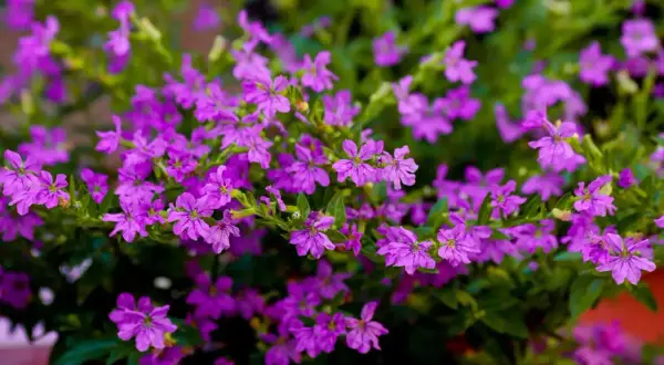 Mnóstwo drobnych, fioletowych kwiatów na zielonym tle. Piękna Cuphea hyssopifolia, idealna do uprawy w ogrodzie lub na balkonie.