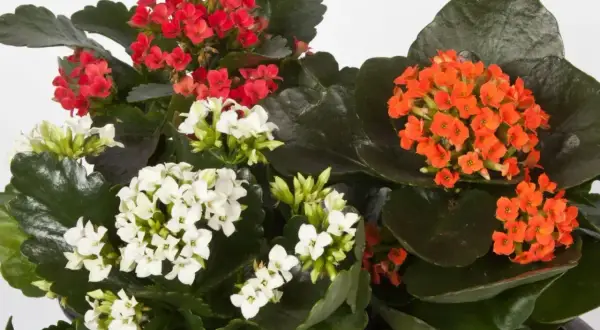 Kwiat kalanchoe, choć piękny, może być trujący. Na zdjęciu czerwone, białe i pomarańczowe kwiaty.