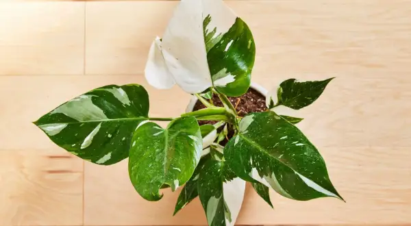Philodendron White Princess – jak dbać o tę piękną roślinę? Liście z białymi i zielonymi plamami na drewnianym tle.