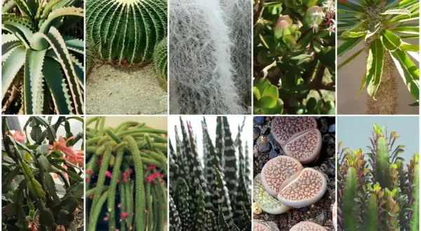 Kolekcja najciekawszych kaktusów i sukulentów: aloes, kaktus kulisty, kaktus z białym włosem, grubosz, wilczomlecz, kaktus bożonarodzeniowy, kaktus-wężowy ogon, żywe kamienie i kaktus z kolorowymi liśćmi.