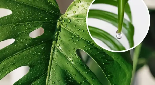 Kropla wody spływa z liścia monstery, wyjaśniając, dlaczego monstera płacze. To naturalny proces gutacji.