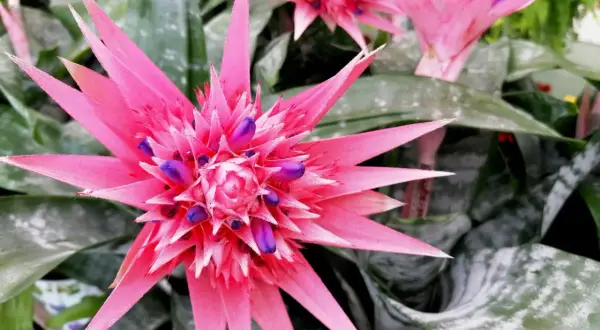 Aechmea 'Primera' zachwyca intensywnym różem i fioletem. Pielęgnacja tej bromelii jest prosta, a efekt spektakularny.