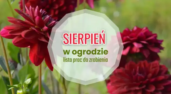 Ciemnoczerwone dalie kwitną w pełni, przypominając o pracach w ogrodzie w sierpniu.