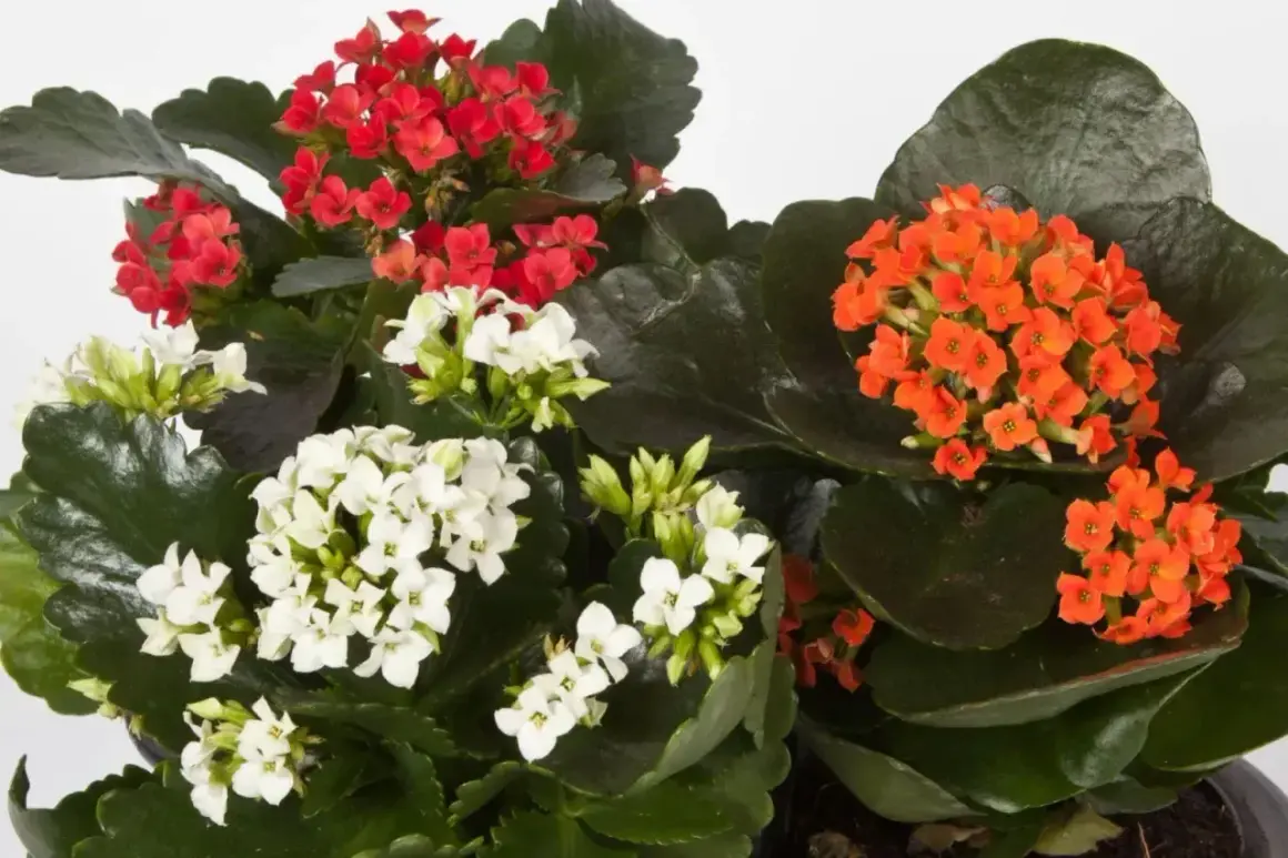 Kwiat kalanchoe, choć piękny, może być trujący. Na zdjęciu czerwone, białe i pomarańczowe kwiaty.