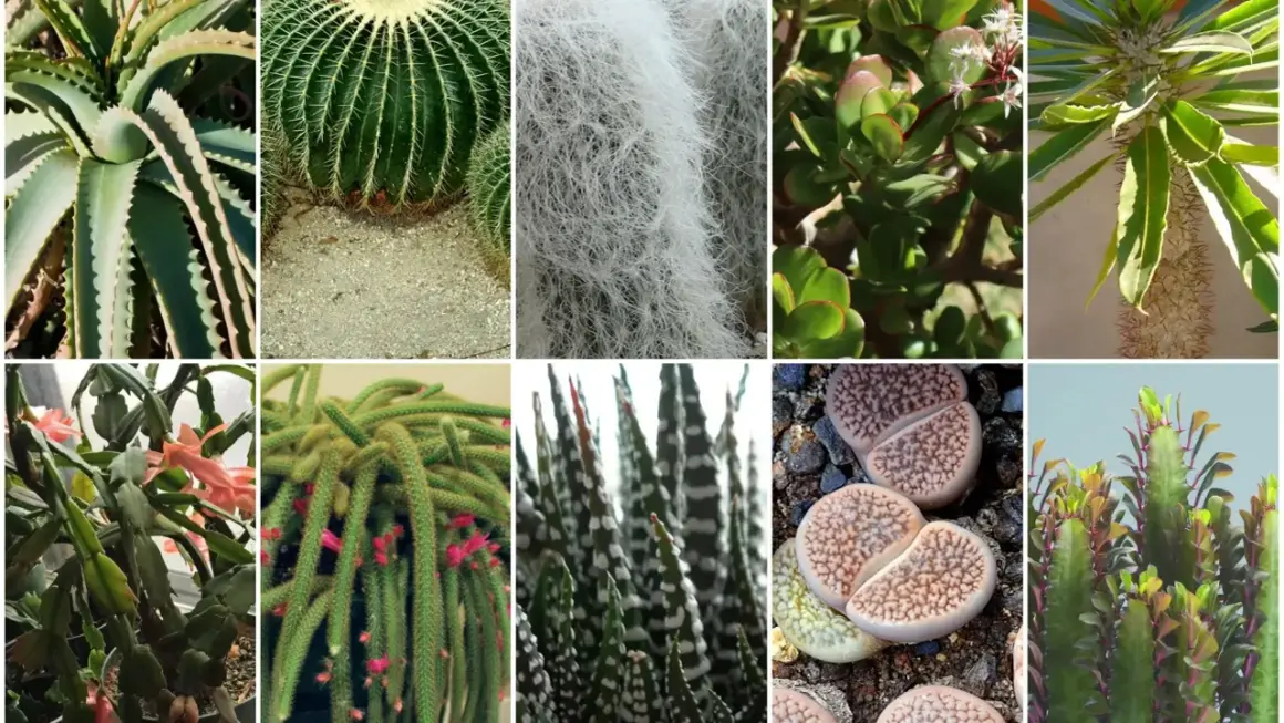 Kolekcja najciekawszych kaktusów i sukulentów: aloes, kaktus kulisty, kaktus z białym włosem, grubosz, wilczomlecz, kaktus bożonarodzeniowy, kaktus-wężowy ogon, żywe kamienie i kaktus z kolorowymi liśćmi.