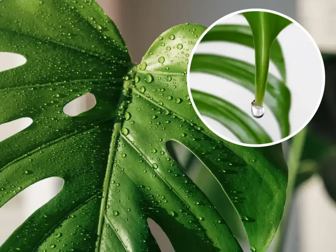 Kropla wody spływa z liścia monstery, wyjaśniając, dlaczego monstera płacze. To naturalny proces gutacji.