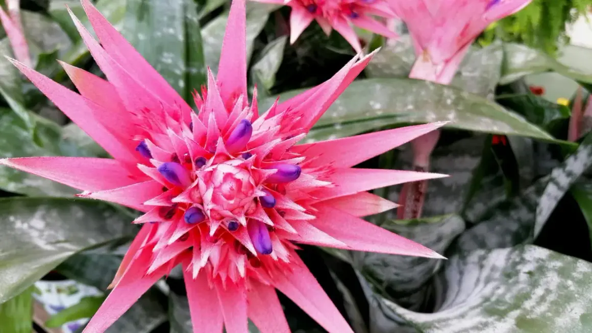 Aechmea 'Primera' zachwyca intensywnym różem i fioletem. Pielęgnacja tej bromelii jest prosta, a efekt spektakularny.