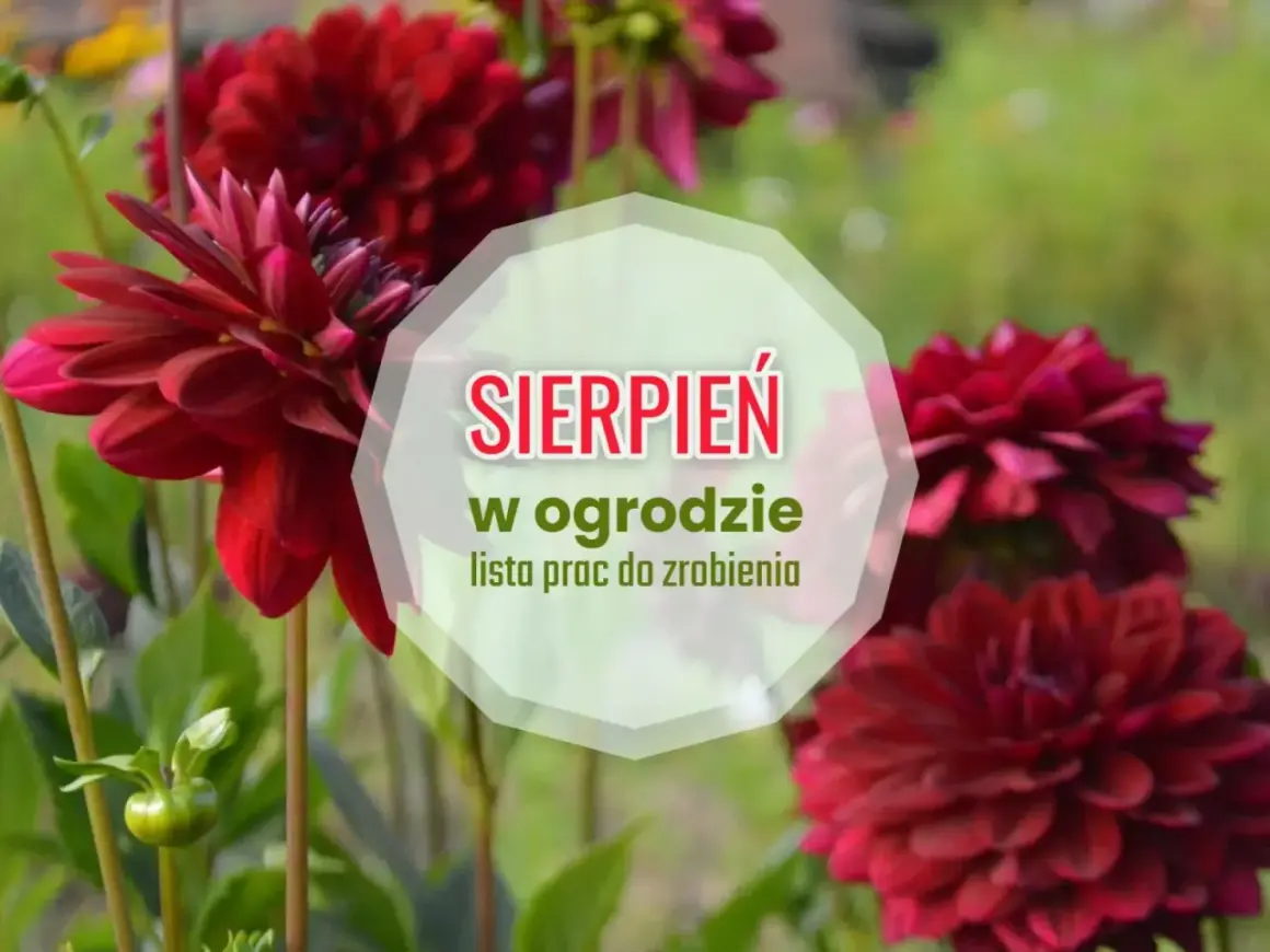 Ciemnoczerwone dalie kwitną w pełni, przypominając o pracach w ogrodzie w sierpniu.