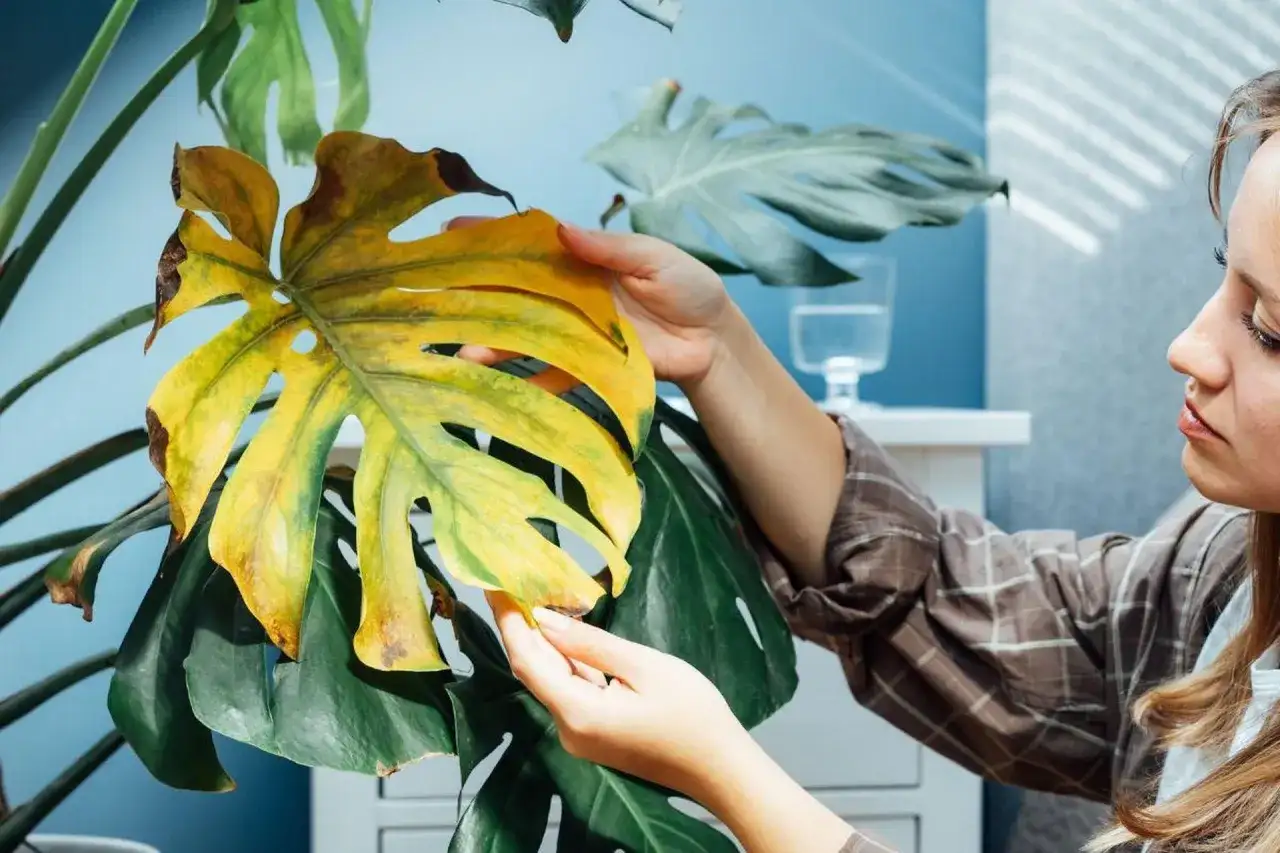 Dlaczego monstera żółknie? Sprawdź przyczynę i uratuj roślinę