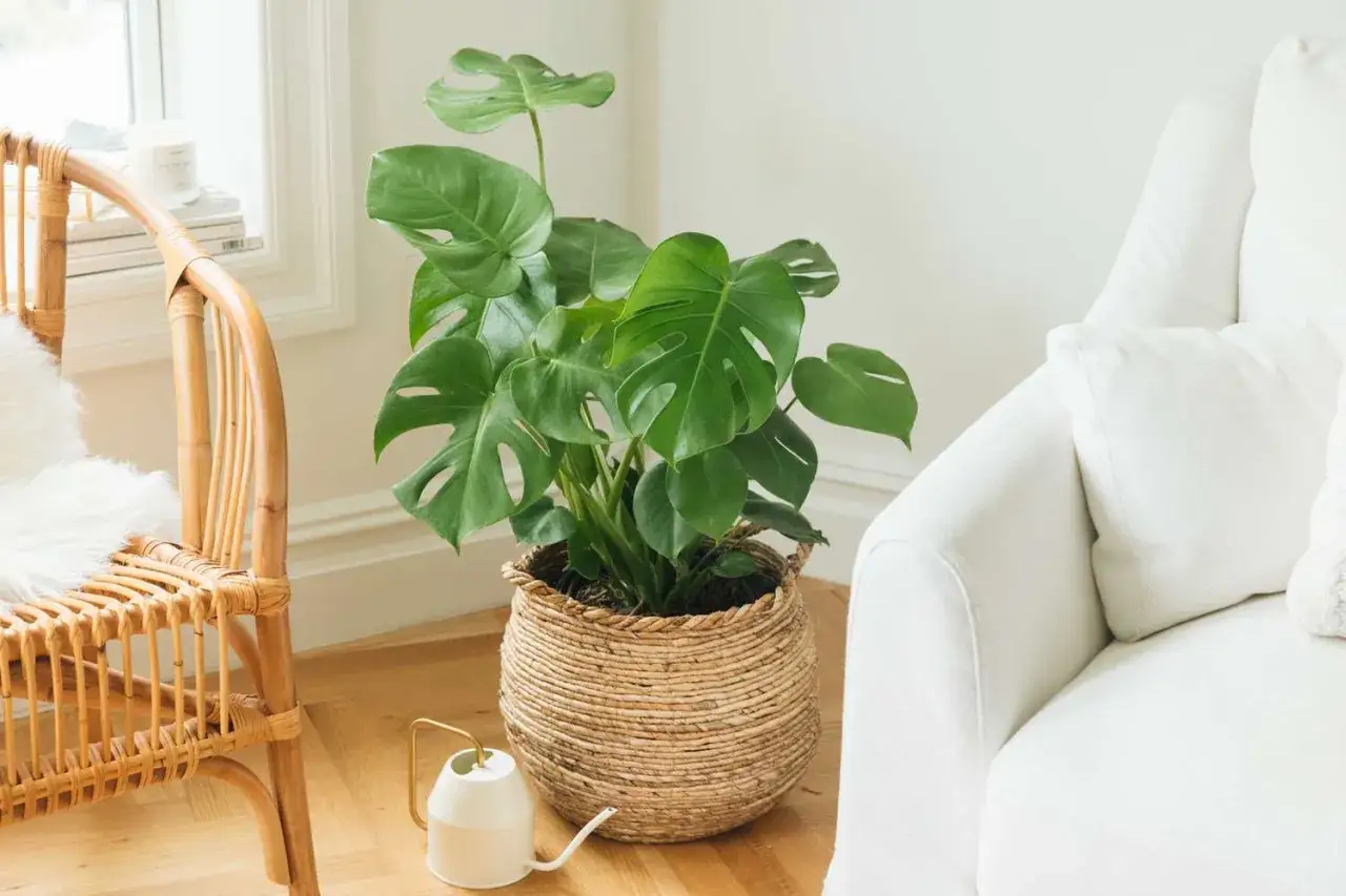 Duża, zielona monstera w wiklinowym koszu zdobi jasny salon. Obok stoi biała konewka, a w tle widać rattanowe krzesło i białą kanapę.