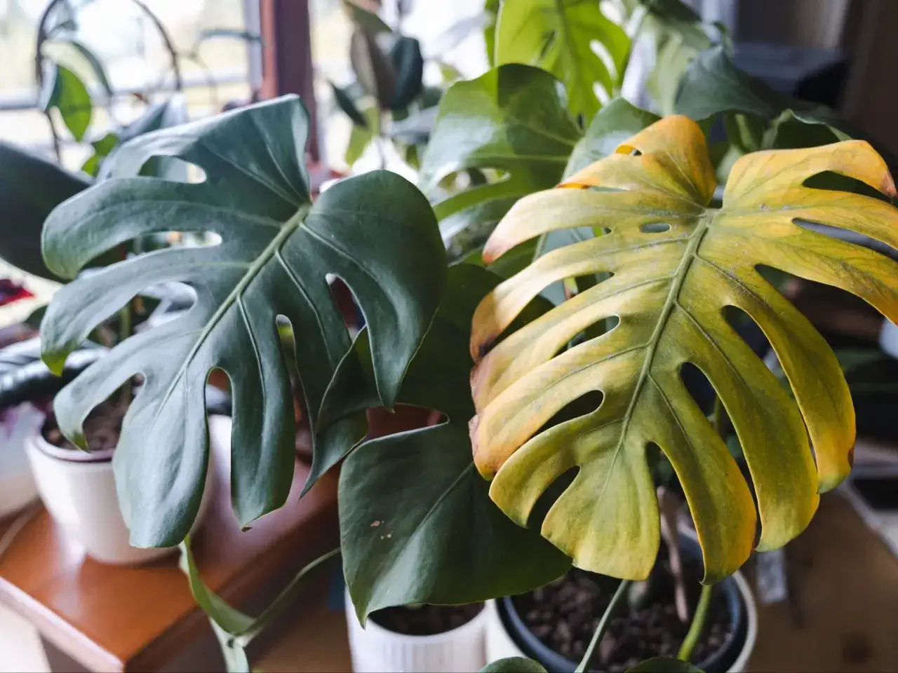 Monstera z ż&oacute;łknącym liściem, kt&oacute;ry może potrzebować domowego nawozu.