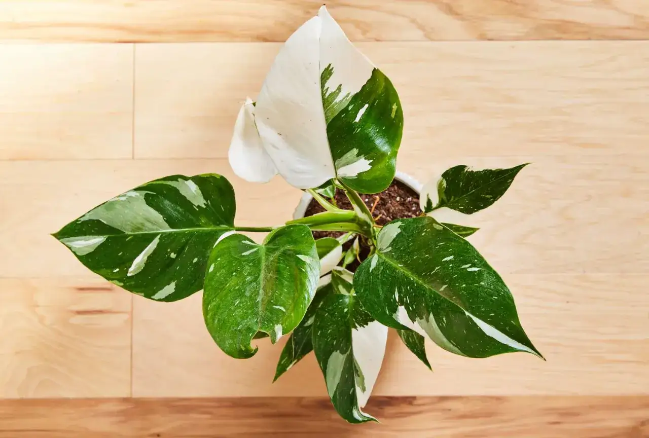 Philodendron White Princess &ndash; jak dbać o tę piękną roślinę? Liście z białymi i zielonymi plamami na drewnianym tle.