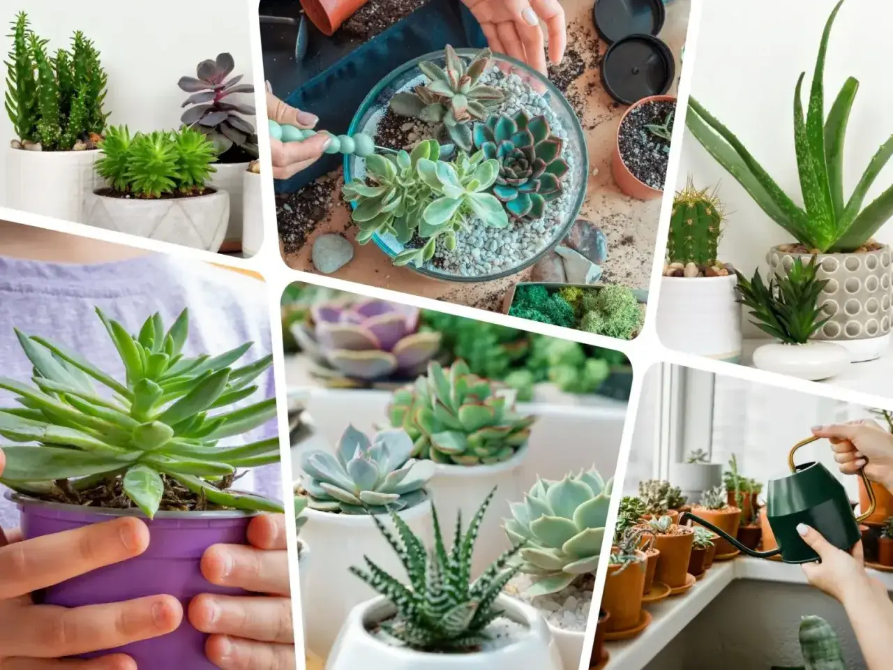 R&oacute;żnorodne sukulenty rodzaje: od kaktus&oacute;w po aloesy, w doniczkach i terrariach. Ręce pielęgnują te zielone cuda.