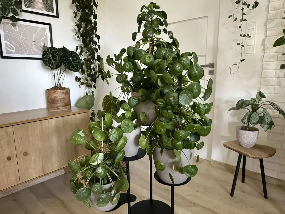 Kwiat pieniążek, czyli Pilea peperomioides, pięknie się rozrasta, tworząc gęste kępy okrągłych liści.