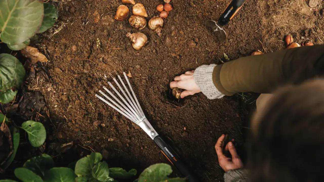 Ręce wkładają cebulki tulipan&oacute;w do ziemi. Grabki i łopatka czekają, kiedy sadzimy cebulki tulipan&oacute;w.