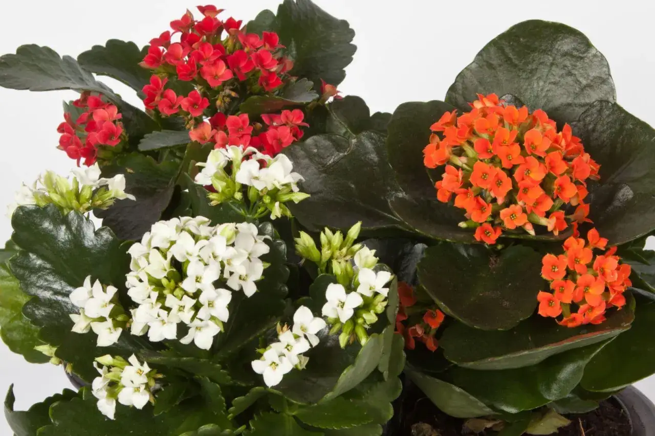 Kwiat kalanchoe w kolorach czerwonym, białym i pomarańczowym. Czy jest trujący? Nie ma dowod&oacute;w na to, że kalanchoe jest trujące dla ludzi.