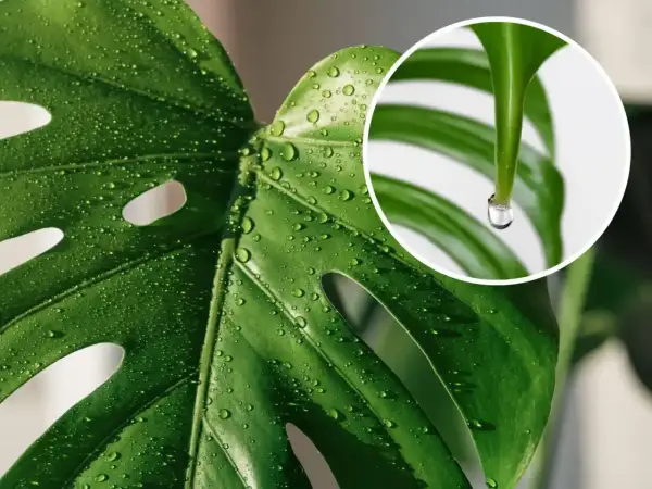 Kropla wody spływa z liścia monstery, wyjaśniając, dlaczego monstera płacze. To naturalny proces gutacji.