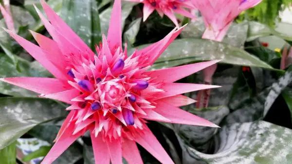 Aechmea 'Primera' zachwyca intensywnym różem i fioletem. Pielęgnacja tej bromelii jest prosta, a efekt spektakularny.